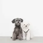 シンプルバイカラーハーネス - Image 4