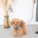 シンプルバイカラーハーネス - Image 10