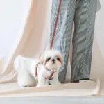 レザーハーネス　MEDIUM - Image 2