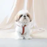 レザーハーネス　MEDIUM - Image 3