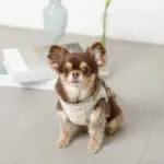 チューリップ柄ハーネス+リードSET【名入れ刺繍対応】【旧モデル】 - Image 5