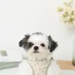 チューリップ柄ハーネス+リードSET【名入れ刺繍対応】【旧モデル】 - Image 7