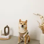 エコレザーボアMIXハーネス+リードSET【名入れ刺繍対応】【旧モデル】 - Image 5