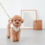 サークルチャームレザーカラー MEDIUM - Image 9