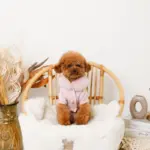 ファーカラーニットトップス - Image 3